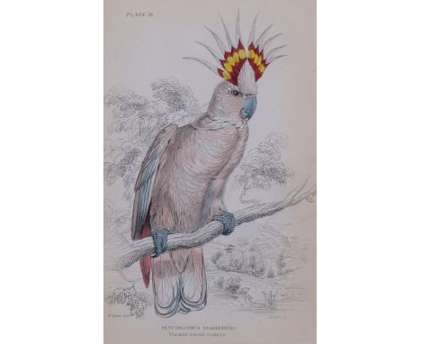 Edward Lear (1812-1888), hand-coloured lithograph on paper, Tricolour-crested Cockatoo (1836), 14.7cm x 9.7cm, mounted, glaze
