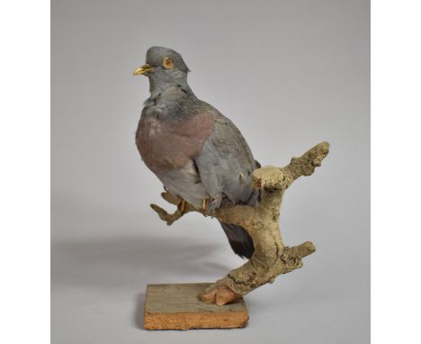Two Shield Mounted Fox Mask taxidermy Hunting Trophies by Spicer, together with a Taxidermy Pigeon, all with Condition Issues