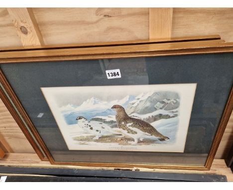 THREE ORNITHOLOGICAL FRAMED PRINTS 
