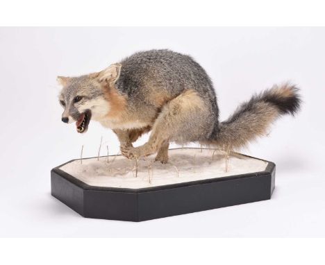 Taxidermy: Red Fox (Vulpes vulpes) by Robert ReedAdult full mount, dynamically arranged on a realistic snowy diorama.80cm x 4
