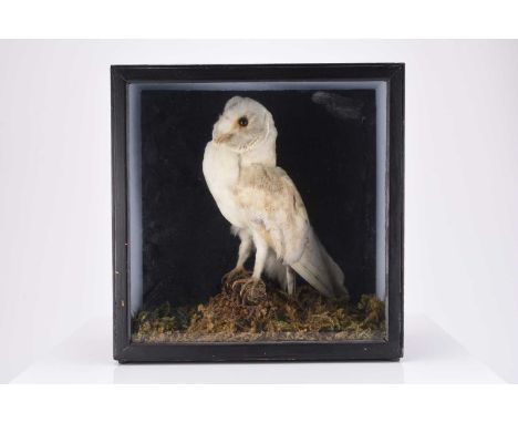 Taxidermy: Two British bird specimensWater rail (Rallus aquaticus) and a Barn owl (Tyto alba), both in diorama cases.Cases re