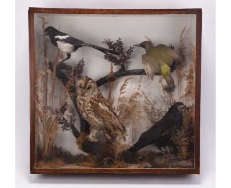Taxidermy: A cased diorama of British birds, circa 1930sIncluding Common Magpie, Barn Owl with caught mouse, Green Woodpecker