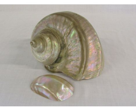 Large mother of pearl conch shell approx 17 cm x 11 cm & 1 other