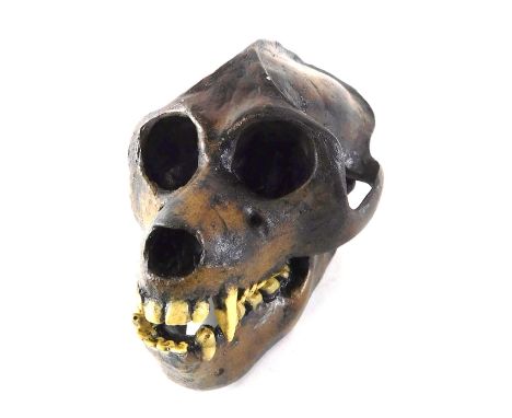 A reproduction infant animal skull, 10cm wide. 