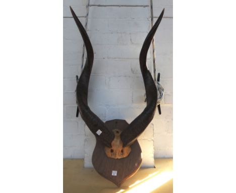 A collection of West African hunting trophies, early 20th century.