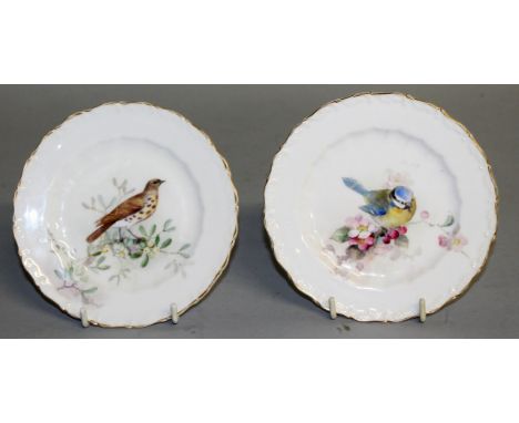 A ROYAL WORCESTER PAIR OF SMALL PLATES painted with a Mistle Thrush and a Blue Tit, both signed by W. Powell.