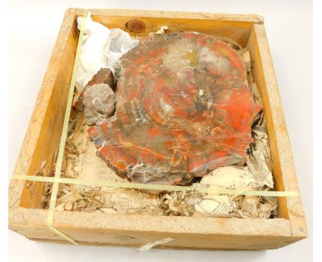 A section of petrified tree trunk, (AF), 30cm dia