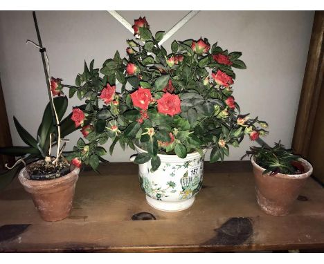 A Crown Staffordshire Kowloon planter etc.