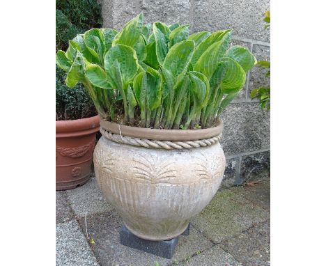 Hosta in a Terracotta Planter.