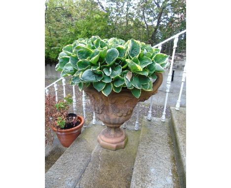 A Large Twin-Handled Terracotta Planter with Hosta.