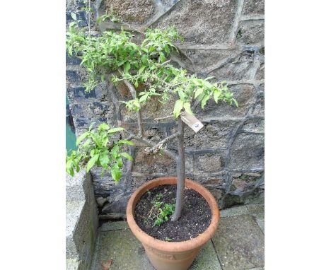 A Specimen Tree/Shrub in a Terracotta Style Planter.