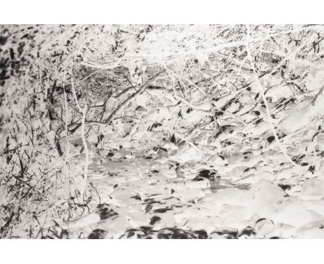 JONAS GERHARD1980 Freckenhorst -  lebt und arbeitet in Düsseldorf'PARADISE NO. 4' (2009) Fotografie. 147 x 105 cm (R. 150 x 1