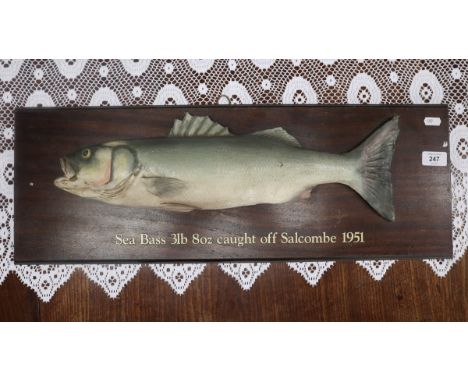 Model sea bass