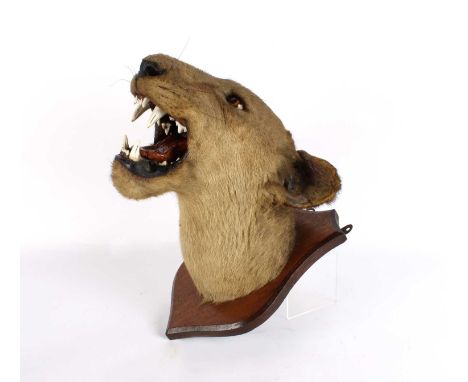 A Taxidermy African Lioness Head Mount A Taxidermy African Lioness Head Mount, Panthera leo, circa early 20th century, on oak