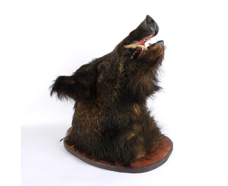 A Large Taxidermy Wild Boar Head Mount A Large Taxidermy Wild Boar Head Mount, Sus scrofa, late 20th century, mounted on a st