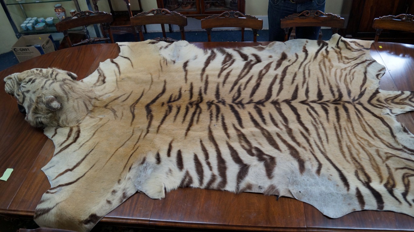 Taxidermy: a full tiger skin rug with head mount, attributed to Van ...