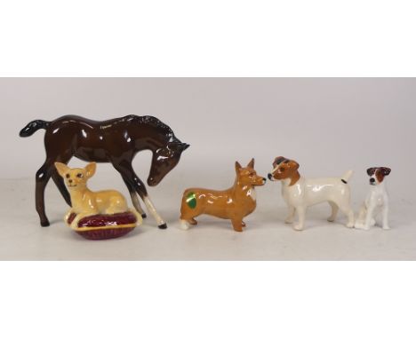 Beswick dogs to include Corgi 1736, Chihuahua 2454 and Jack Russel 2023 together with Royal Doulton seated Jack Russel and Ro