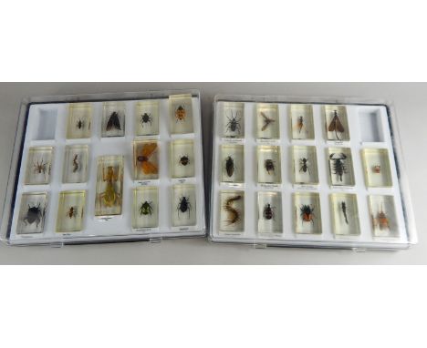 A quantity of various insect specimens, to include Lantern Fly 6cm wide, and a Blister Beetle, etc. (contained in two Perspex
