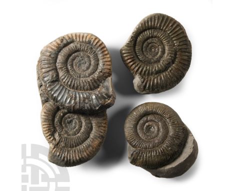 Jurassic Period, Toarcian Stage, 182-174 million years B.P. Comprising four Dactylioceras commune sp. specimens in nodules.  