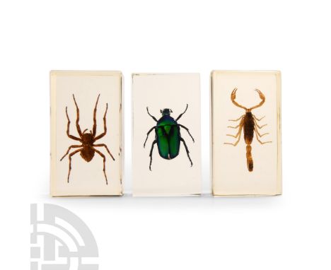 20th century A.D. Comprising three rectangular resin blocks featuring a scorpion, an iridescent beetle, and a spider.  247 gr