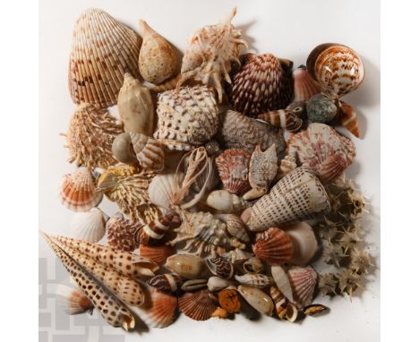 Comprising a large group of attractive seashells in a variety of colours and types, including large bivalves and unusual spik