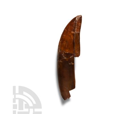 Cretaceous Period, circa 110 million years B.P. A large Carcharodontosaurus saharicus dinosaur tooth with much of the root re