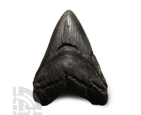 Pliocene Period, circa 5.2-2.5 million years B.P. A Carcharocles megalodon tooth displaying good polished enamel.  123 grams,