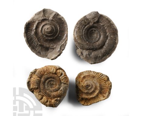 Jurassic Period, Toarcian Stage, 182-174 million years B.P. Comprising two opened nodules showing the negative and positive o