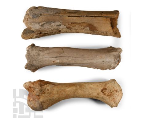 Pleistocene Period, 2.58 million-11,700 years B.P. Comprising three leg bones (radius, tibia) from Coelodonta antiquitatis.  