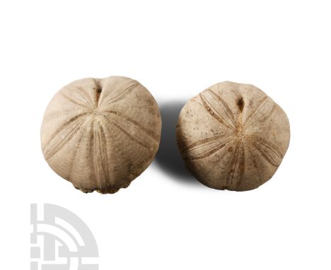 Jurassic Period, circa 200-145 million years B.P. Comprising two Clypeus ploti specimens showing good detail.  1.09 kg total,