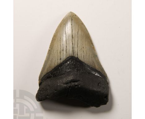 Pliocene Period, circa 5.2-2.5 million years B.P. A Carcharocles megalodon tooth displaying good polished enamel.  150 grams,