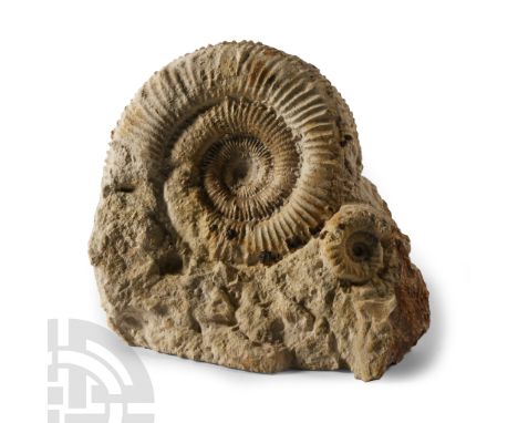 Jurassic Period, circa 180 million years B.P. Comprising a large Dactylioceras sp. specimen with a smaller specimen to the si