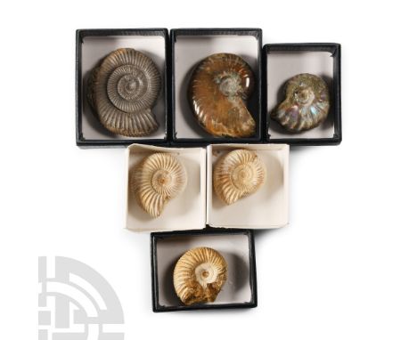 Cretaceous-Jurassic Period, circa 200-145 million years B.P. Comprising six specimens, including three Perisphinctes sp. and 