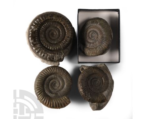 Jurassic Period, Toarcian Stage, 182-174 million years B.P. Comprising four Dactylioceras commune sp. specimens in matrices. 