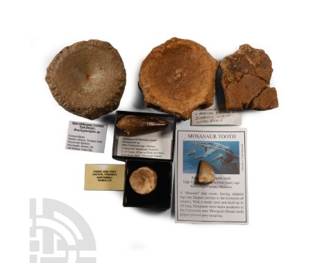 Jurassic to Cretaceous Period, circa 180-60 million years B.P. Comprising: a mosasaur tooth with an information card; a spino