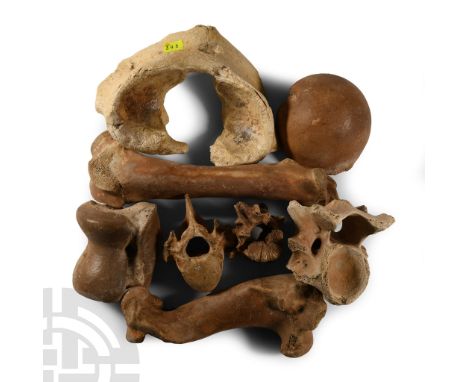 Late Pleistocene Period, 1.5 million-7,700 years B.P. Including wild boar, deer, and others, comprising: neck vertebrae, coll