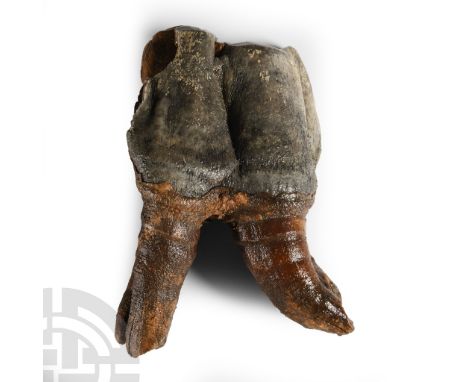 Ice Age, 50,000-20,000 years B.P. With two bifurcated roots and enamel grinding surface.  176 grams, 99 mm (4 in.). From Yaku