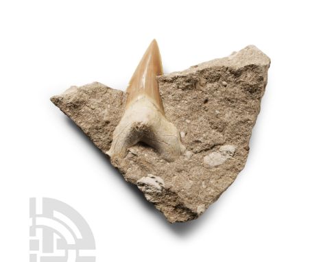 Eocene Period, circa 56-33 million years B.P. Comprising a large Otodus obliquus tooth with good enamel, embedded in a matrix