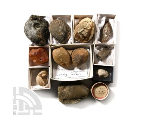 A mixed group comprising: fossil shells on a matrix from England; a partial fish vertebra from England; a large carnelian spe