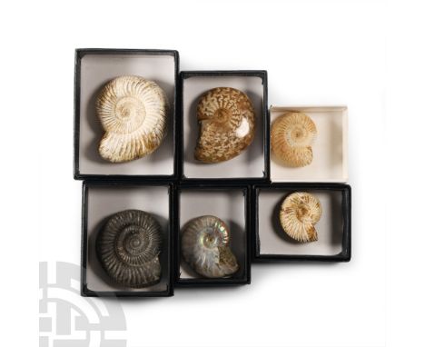 Jurassic Period, circa 200-145 million years B.P. Comprising six ammonite specimens, including three Perisphinctes sp.; a Dac