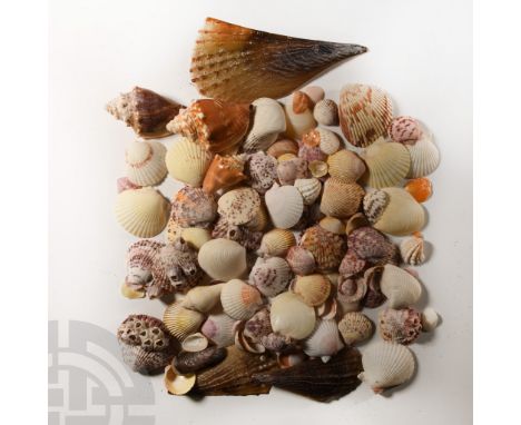 Comprising a large group of attractive seashells in a variety of colours and types.  625 grams total, 0.8-16.2 cm (1/4 - 6 3/