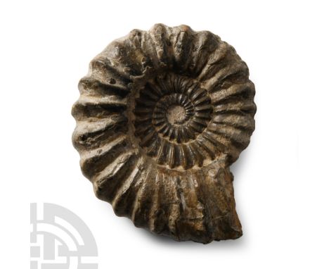 Lower Jurassic, Pliensbachian Stage, Green Ammonite Beds, circa 180 million years B.P. An Androgynoceras lataecosta showing g