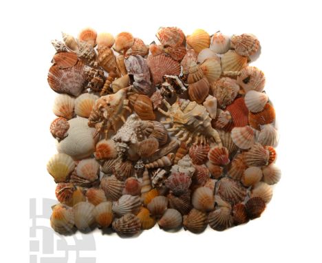 Comprising a large group of attractive seashells in a variety of colours and types.  936 grams total, 3.4-12.4 cm (1 3/8 - 4 