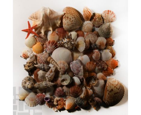 Comprising a large group of attractive seashells in a variety of colours and types, including spiral and spiky specimens.  1.