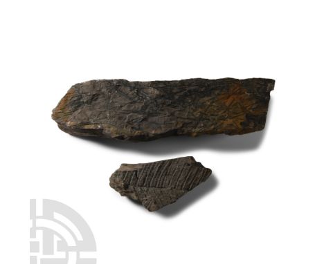 Jurassic Period, circa 180 million years B.P. Specimens including Alethopteris sp. and Sphenopteris laurenti, and others.  1.