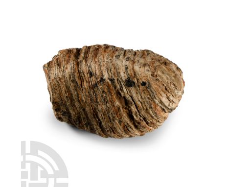 Pleistocene Period, 2.6 million-11,700 years B.P. Showing wear in life to biting surfaces, from Mammuthus primigenius. See Li