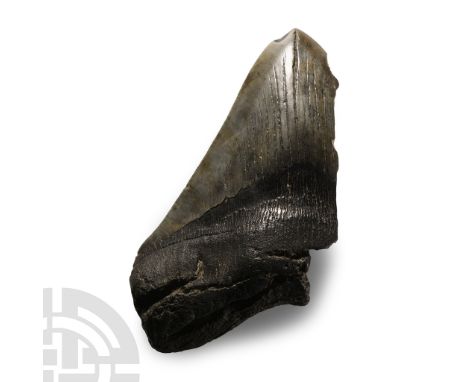 Pliocene Period, circa 5.2-2.5 million years B.P. A partial Carcharocles megalodon tooth displaying good polished enamel.  26
