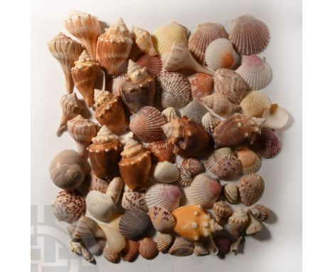 Comprising a large group of attractive seashells in a variety of colours and types.  937 grams total, 20-78 mm (3/4 - 3 in.).