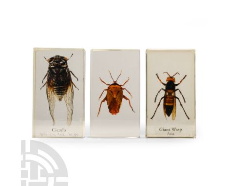 20th century A.D. Comprising three resin blocks with: a giant wasp, a cicada, and another insect.  263 grams total, 73 x 41 m