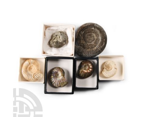 Jurassic Period, circa 200-145 million years B.P. Comprising six specimens, including two Perisphinctes sp., a Dactylioceras 